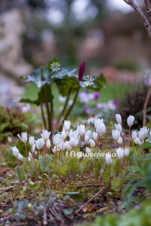 Sanguinaria canadensis - Canada puccoon (105579)