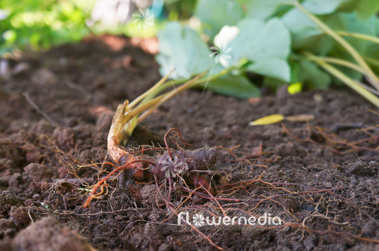 Sanguinaria canadensis - Canada puccoon (105671)