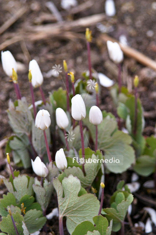 Sanguinaria canadensis - Canada puccoon (105722)