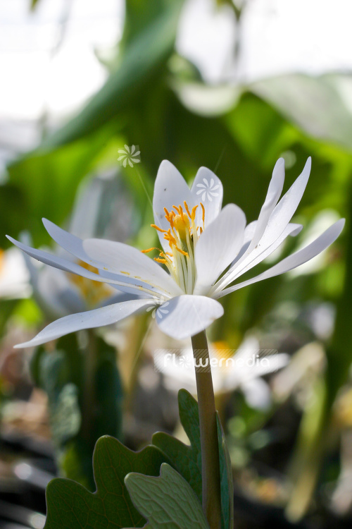 Sanguinaria canadensis - Canada puccoon (105723)