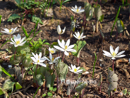 Sanguinaria canadensis - Canada puccoon (105724)