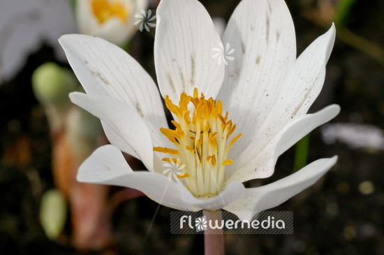 Sanguinaria canadensis - Canada puccoon (105725)