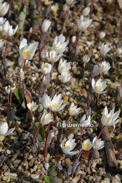 Sanguinaria canadensis - Canada puccoon (105729)