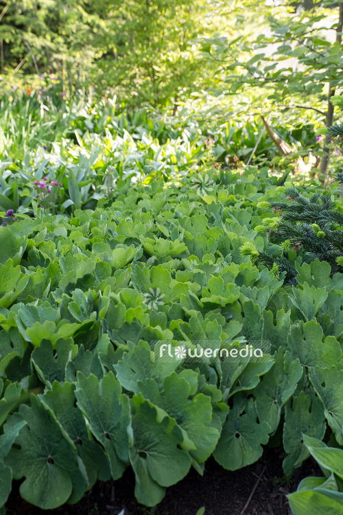 Sanguinaria canadensis - Canada puccoon (105730)