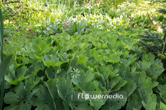 Sanguinaria canadensis - Canada puccoon (105731)