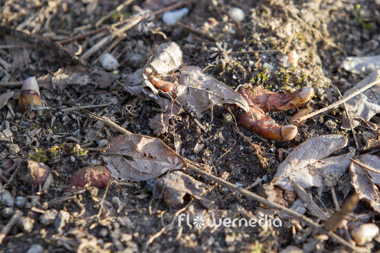 Sanguinaria canadensis - Canada puccoon (105732)