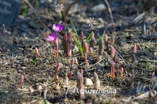 Sanguinaria canadensis - Canada puccoon (105733)