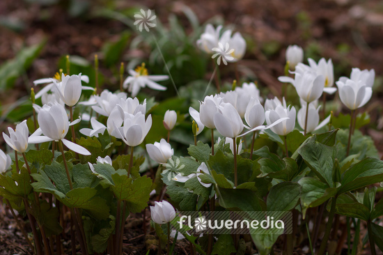 Sanguinaria canadensis - Canada puccoon (105735)