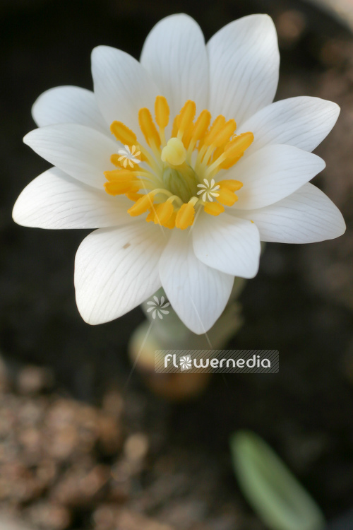 Sanguinaria canadensis - Canada puccoon (105736)