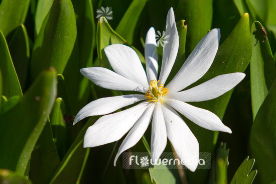 Sanguinaria canadensis - Canada puccoon (105737)