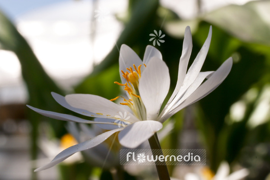 Sanguinaria canadensis - Canada puccoon (105751)
