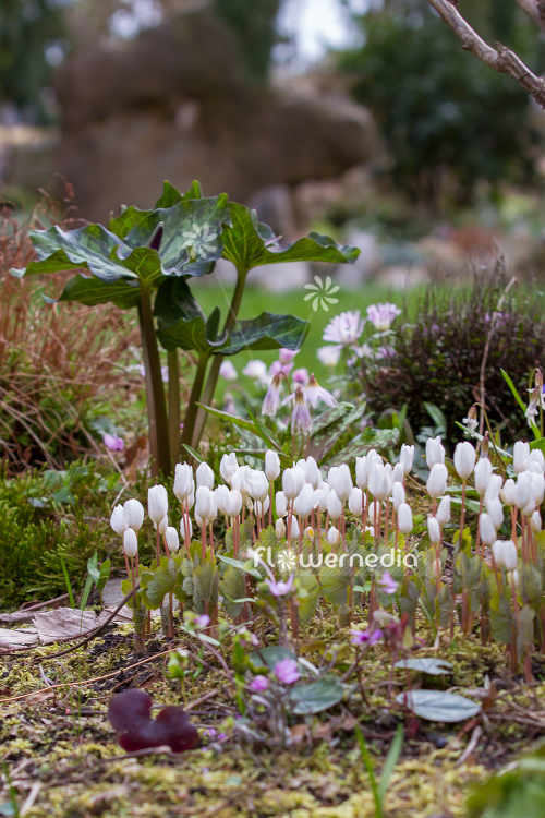 Sanguinaria canadensis - Canada puccoon (105755)