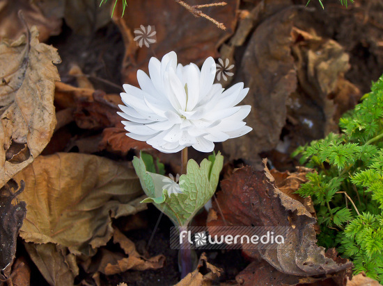 Sanguinaria canadensis f. multiplex 'Plena' - Double red puccoon (101855)