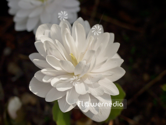 Sanguinaria canadensis f. multiplex 'Plena' - Double red puccoon (105711)