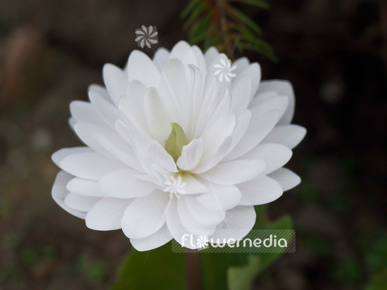 Sanguinaria canadensis f. multiplex 'Plena' - Double red puccoon (105712)
