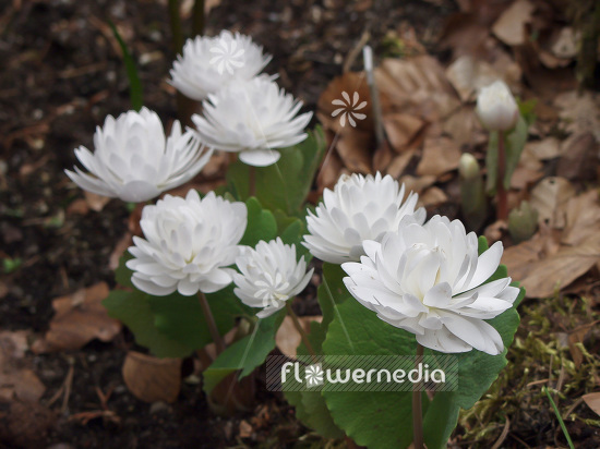 Sanguinaria canadensis f. multiplex 'Plena' - Double red puccoon (105713)