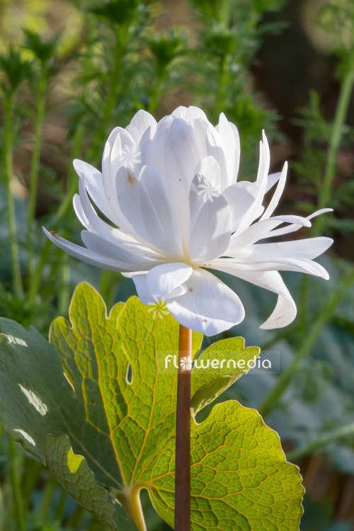 Sanguinaria canadensis f. multiplex 'Plena' - Double red puccoon (105739)
