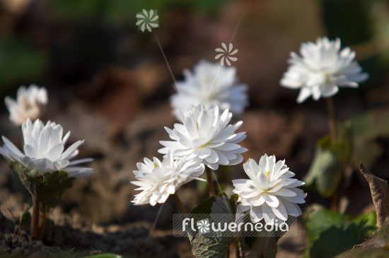 Sanguinaria canadensis f. multiplex 'Plena' - Double red puccoon (105756)