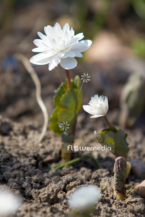 Sanguinaria canadensis f. multiplex 'Plena' - Double red puccoon (105757)