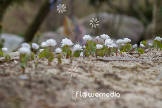 Sanguinaria canadensis f. multiplex 'Plena' - Double red puccoon (105758)