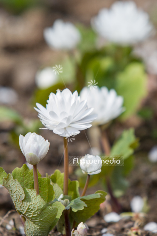 Sanguinaria canadensis f. multiplex 'Plena' - Double red puccoon (105759)
