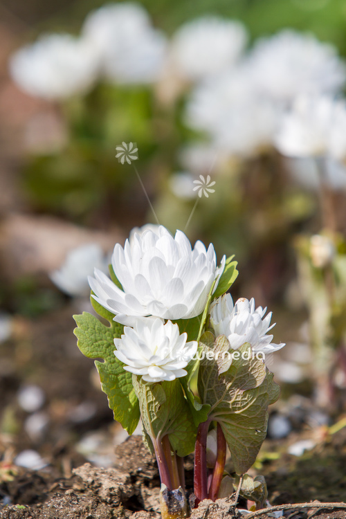 Sanguinaria canadensis f. multiplex 'Plena' - Double red puccoon (105760)