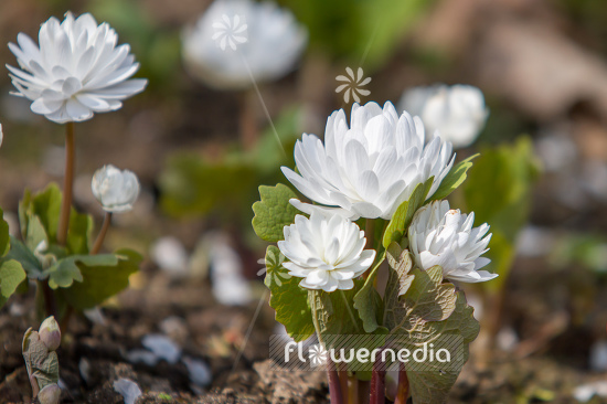 Sanguinaria canadensis f. multiplex 'Plena' - Double red puccoon (105761)