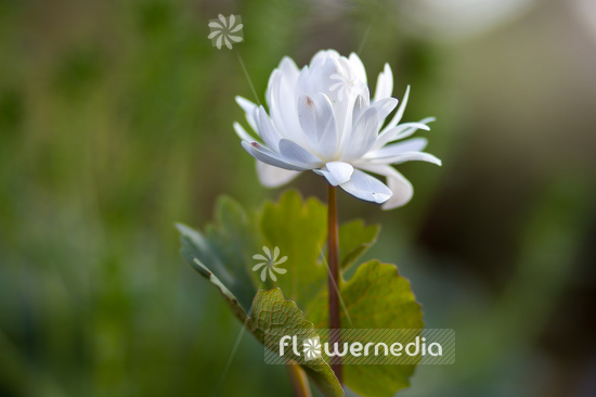 Sanguinaria canadensis f. multiplex 'Plena' - Double red puccoon (105762)