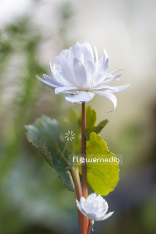 Sanguinaria canadensis f. multiplex 'Plena' - Double red puccoon (105763)