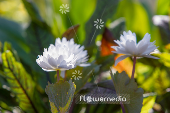 Sanguinaria canadensis f. multiplex 'Plena' - Double red puccoon (105764)