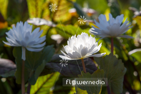 Sanguinaria canadensis f. multiplex 'Plena' - Double red puccoon (105765)