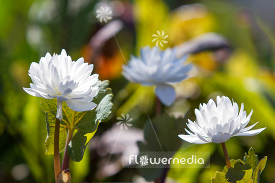 Sanguinaria canadensis f. multiplex 'Plena' - Double red puccoon (105766)