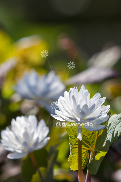 Sanguinaria canadensis f. multiplex 'Plena' - Double red puccoon (105767)