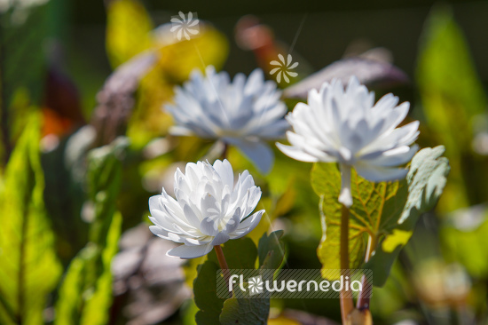 Sanguinaria canadensis f. multiplex 'Plena' - Double red puccoon (105768)