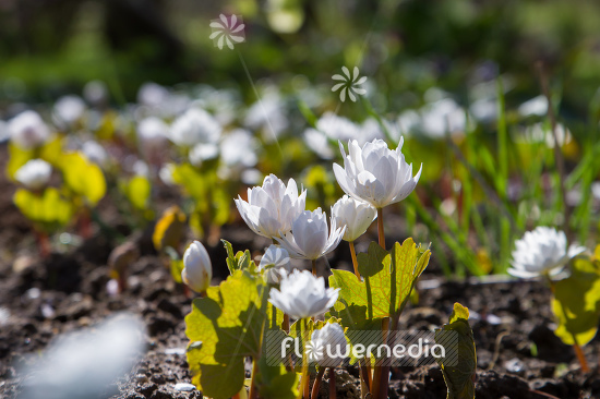 Sanguinaria canadensis f. multiplex 'Plena' - Double red puccoon (105769)