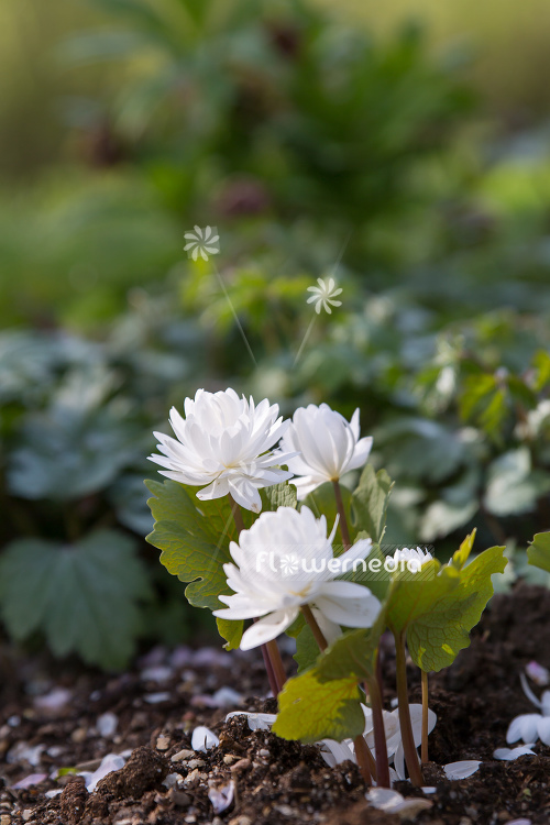 Sanguinaria canadensis f. multiplex 'Plena' - Double red puccoon (105770)