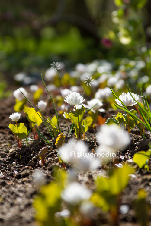 Sanguinaria canadensis f. multiplex 'Plena' - Double red puccoon (105771)