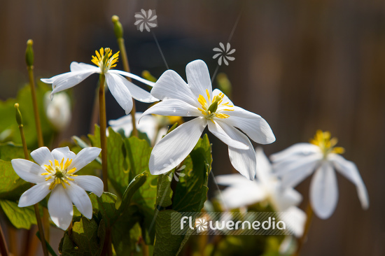 Sanguinaria canadensis var. longipetala - Canada puccoon (105772)
