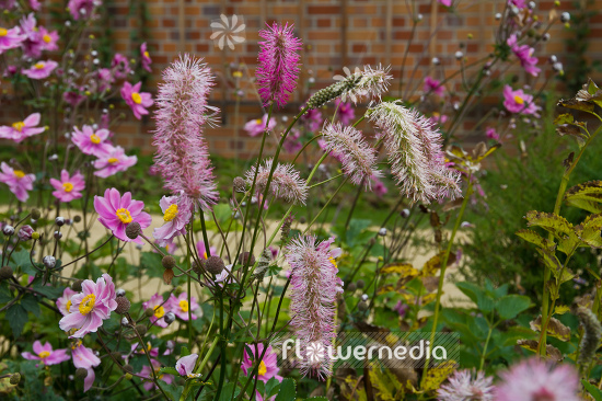 Sanguisorba hakusanensis - Hakusan burnet (104799)