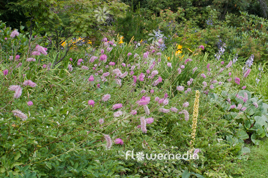 Sanguisorba hakusanensis - Hakusan burnet (104800)
