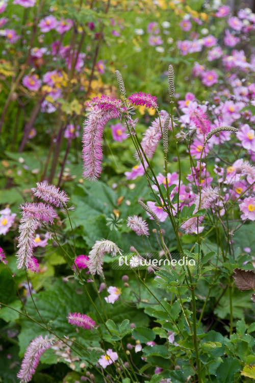 Sanguisorba hakusanensis - Hakusan burnet (105584)