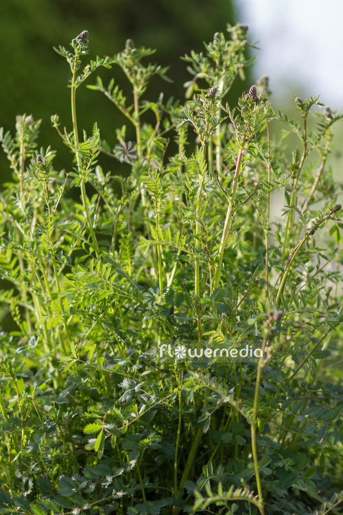Sanguisorba minor - Garden burnet (104801)