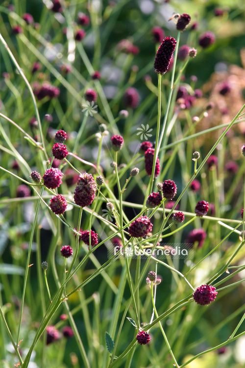 Sanguisorba officinalis - Great burnet (104802)