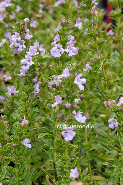 Satureja montana 'Purple Mountain' - Purple winter savory (104810)