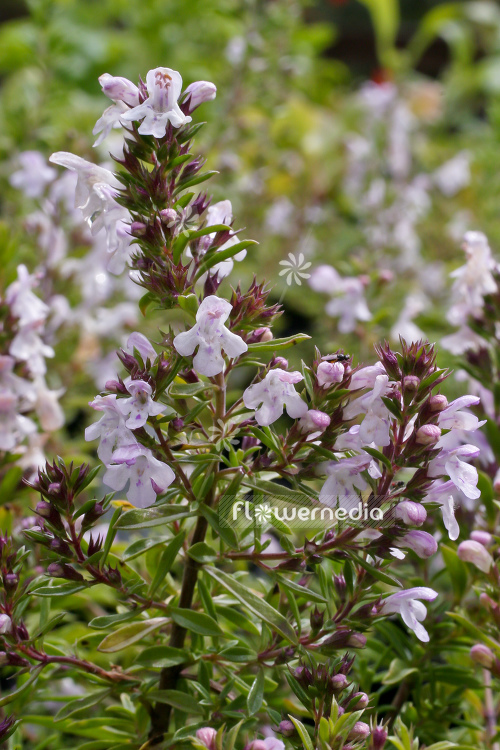 Satureja montana ssp. citriodora - Lemon savory (104812)