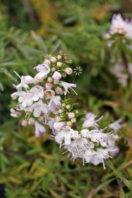 Satureja spicigera - Creeping savory (104981)