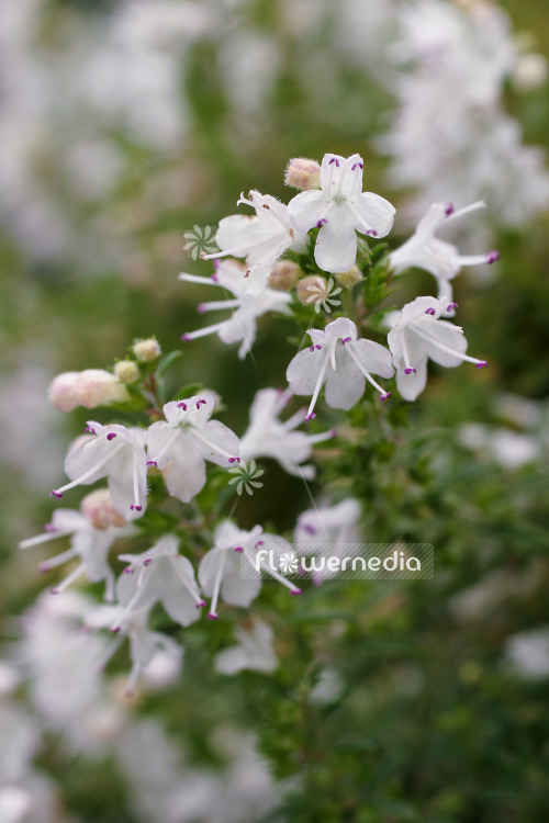 Satureja spicigera - Creeping savory (104982)