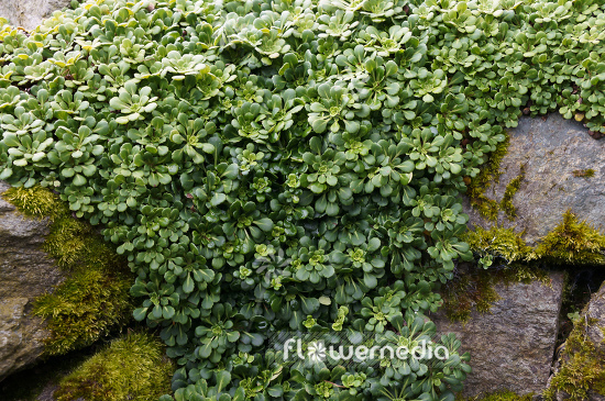 Saxifraga cuneifolia ssp. robusta - Wedge-leaved saxifrage (104814)