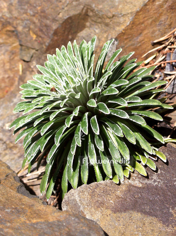 Saxifraga longifolia - Pyrenean saxifrage (101876)