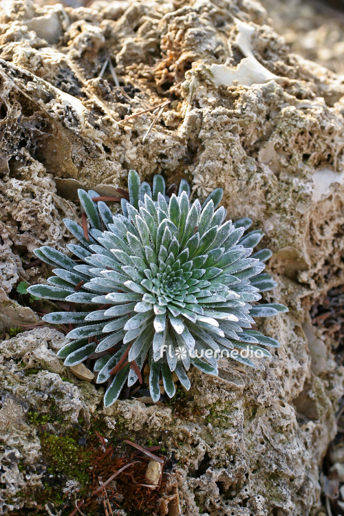 Saxifraga longifolia - Pyrenean saxifrage (105585)